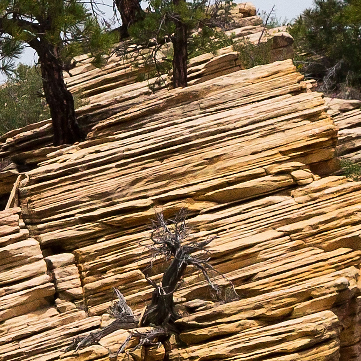 Zion Canyon 05 - Gerahmte Leinwand